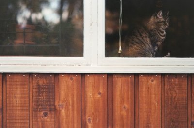 Abbey Keith. Window Cat. 2
