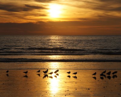 Bob Moncy. Sunset Birds. 2