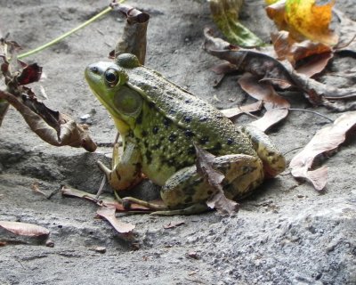 Bob Moncy. Spring Frog. 10