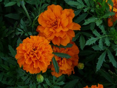 Al Sartori. Orange Flowers. 7