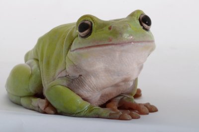 Betty Sartori. Friendly Frog. 1