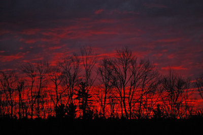 Becket Treeline Embers by Bruce Carnevale. Honorable Mention Digital Image of the Year. Regular