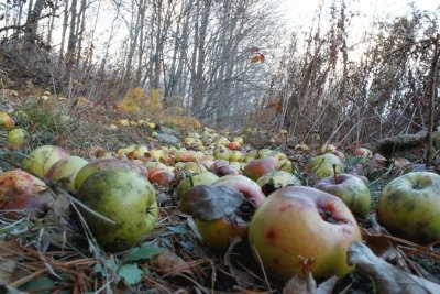 Apple Invasion by Joe Ziemlak. Honorable Mention Digital Image of the Year. Regular