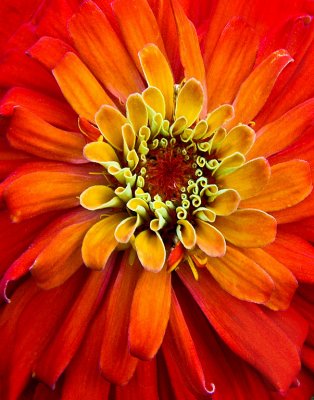 Zinnia by Sharon Lips. Garden on Fire Honorable Mention