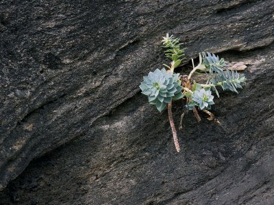Flower Growing in Rock by Henry Dondi. Shelter from the Sun
