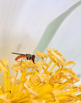 Syphoning Saffron by Adam Kozik. Garden Award. Bugs & Blossoms 3rd