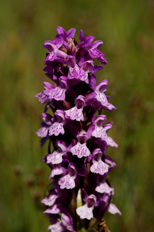  Gøgeurt Dactylorhiza