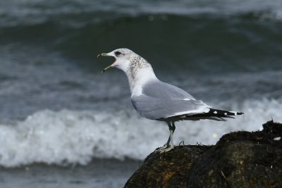 Storm måge