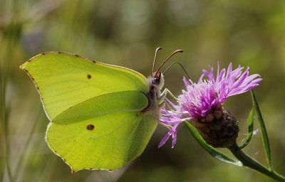 Citronsommerfugl