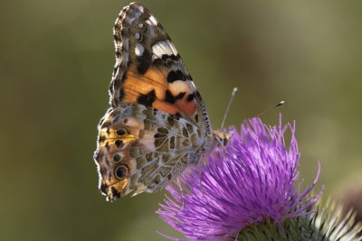 Tidselsommerfugl
