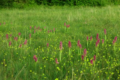 Gøgeurt Dactylorhiza