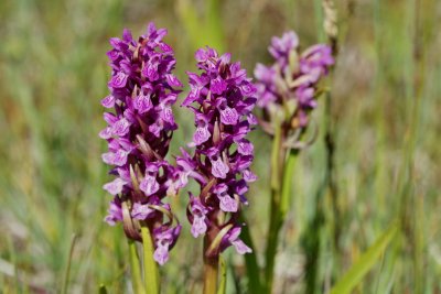  Gøgeurt Dactylorhiza