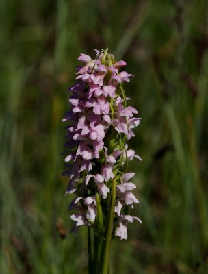  Gøgeurt Dactylorhiza
