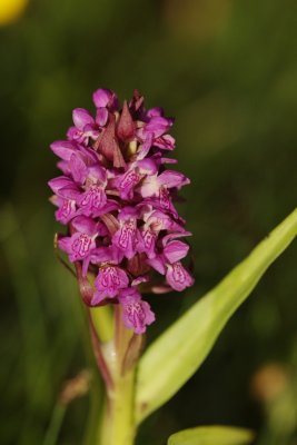  Gøgeurt Dactylorhiza