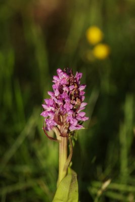  Gøgeurt Dactylorhiza