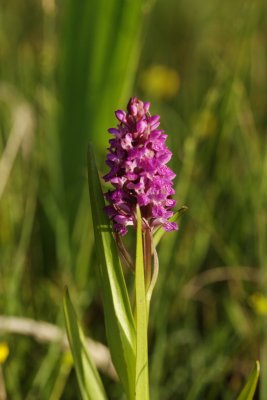  Gøgeurt Dactylorhiza