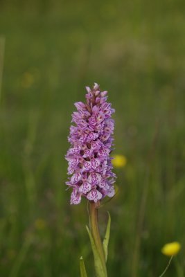  Gøgeurt Dactylorhiza