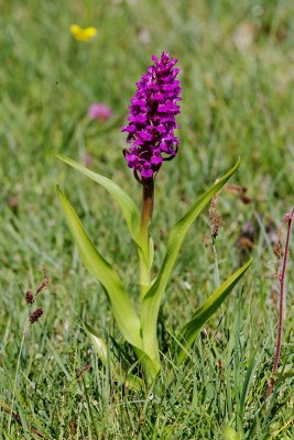  Gøgeurt Dactylorhiza