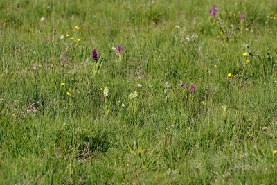  Gøgeurt Dactylorhiza