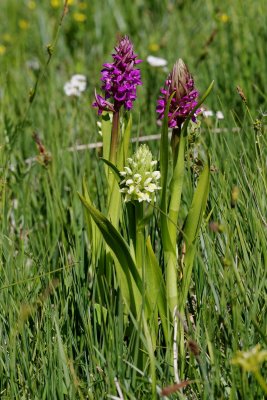  Gøgeurt Dactylorhiza