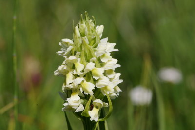  Gøgeurt Dactylorhiza