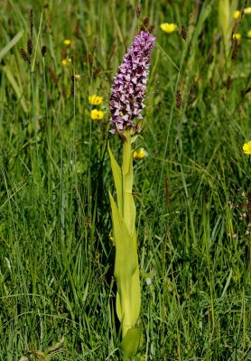  Gøgeurt Dactylorhiza