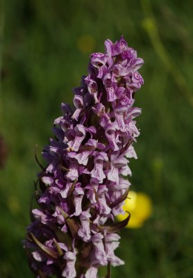  Gøgeurt Dactylorhiza