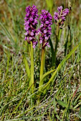  Gøgeurt Dactylorhiza