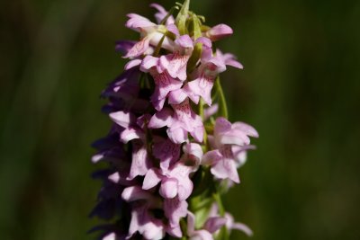  Gøgeurt Dactylorhiza