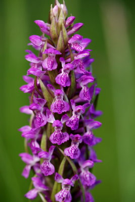  Gøgeurt Dactylorhiza