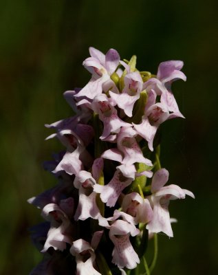  Gøgeurt Dactylorhiza