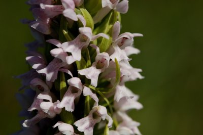  Gøgeurt Dactylorhiza
