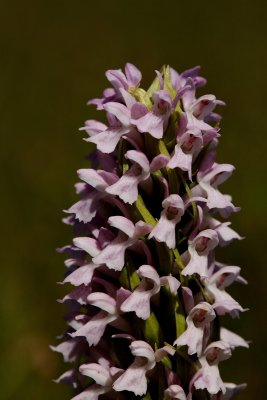  Gøgeurt Dactylorhiza
