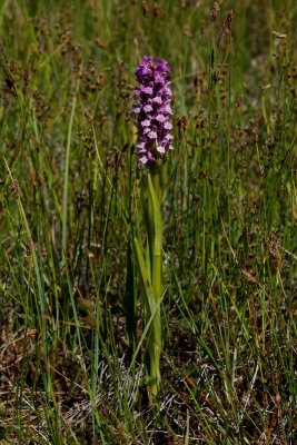  Gøgeurt Dactylorhiza