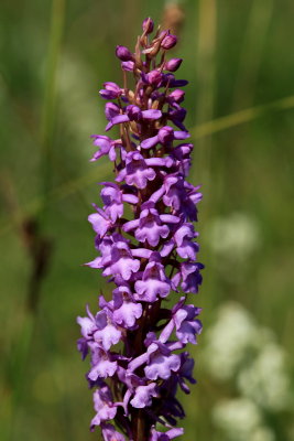 Tætblomstret Trådspore