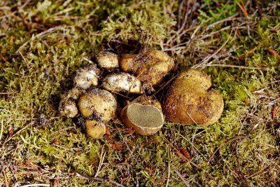 Kartoffeltrøffel