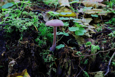 Violet ametysthat