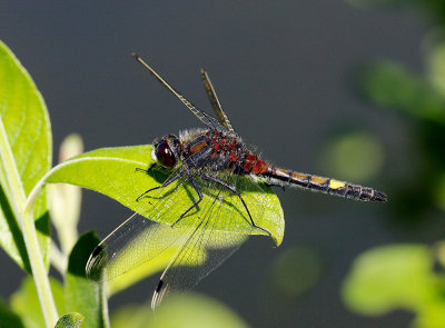 Guldsmede (Dragonflies and Damselflies)