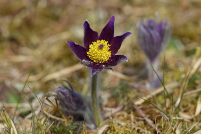 Opret Kobjælde