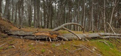 Forest-1 Panorama.jpg