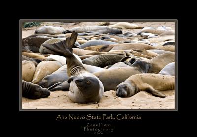 Elephant Seals