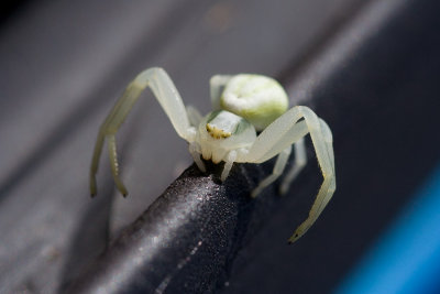 Une nouvelle amie sur ma voiture