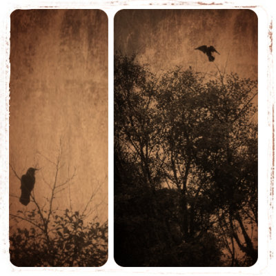 The Birds Study / Muir Beach
