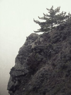 Foot Steps in the Fog / Muir Beach Overlook