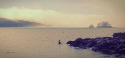 Peach Dreams / Tomales Bay