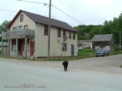 dogs on the loose.jpg
