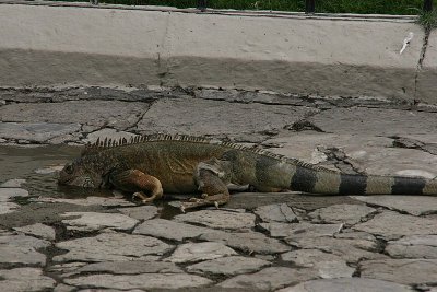iguanas in the park in downtown Guayaquil