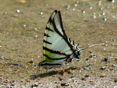 Swallowtail Butterfly. Possibly (Protesilaus molops).