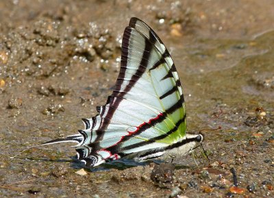 Swallowtail Butterfly. Possibly (Protesilaus molops).
