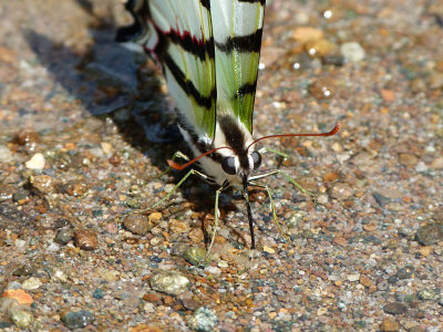 Swallowtail Butterfly. Possibly (Protesilaus molops).